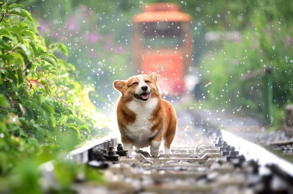 Chien heureux sous la pluie