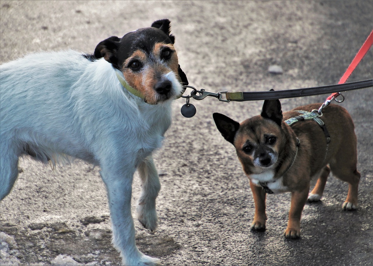 Occuper son chien quand il pleut